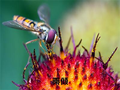 秦倾（甜撩！陆爷心尖绝宠小说）全文免费阅读无弹窗大结局_秦倾最新章节列表_笔趣阁（甜撩！陆爷心尖绝宠小说）