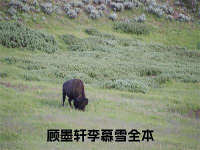 顾墨轩李慕雪（顾墨轩李慕雪）全文免费阅读大结局_顾墨轩李慕雪最新章节列表_笔趣阁