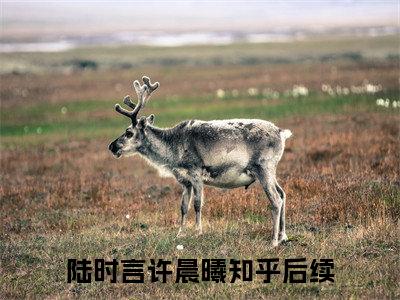 陆时言许晨曦最新章节在线阅读-小说全文阅读