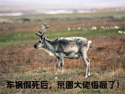 沈棠溪霍韶霆（车祸假死后，京圈大佬悔疯了！小说）全文免费阅读无弹窗大结局_沈棠溪霍韶霆小说车祸假死后，京圈大佬悔疯了！列表