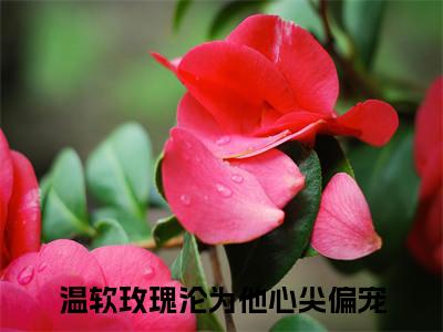 温软玫瑰沦为他心尖偏宠高赞小说（季明尘温瑶）完结阅读_温软玫瑰沦为他心尖偏宠全文完整版免费阅读最新章节列表季明尘温瑶（番外+免费）
