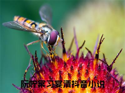 阮柠棠习宴清（阮柠棠习宴清）小说全文在线阅读_阮柠棠习宴清最新章节在线阅读_笔趣阁