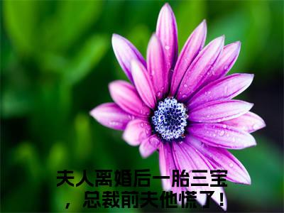 (番外)+(全文)夫人离婚后一胎三宝，总裁前夫他慌了！洛晚星谢南凛：全文+后续+结局（洛晚星谢南凛）全文免费阅读无弹窗大结局_夫人离婚后一胎三宝，总裁前夫他慌了！：全文+后续+结局最新章节列表_笔趣阁（夫人离婚后一胎三宝，总裁前夫他慌了！洛晚星谢南凛：全文+后续+结局）