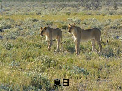 独家入职地府：为了绩效嘎嘎乱杀无删减(夏白)（入职地府：为了绩效嘎嘎乱杀）TXT免费版阅读