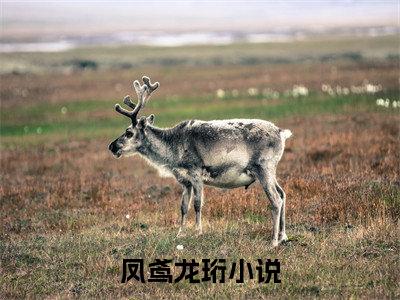 (番外)+(全文)凤鸢龙珩（凤鸢龙珩）完结阅读无弹窗大结局_(凤鸢龙珩)最新章节列表_笔趣阁（凤鸢龙珩）