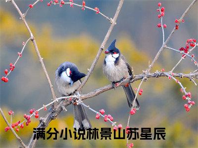 山与星辰小说全文免费阅读（林景山苏星辰）全文免费阅读无弹窗_山与星辰小说全文免费阅读_笔趣阁
