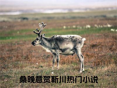 热文推荐我心轻且微:全文+番外（桑晚意贺靳川）书荒必看列表