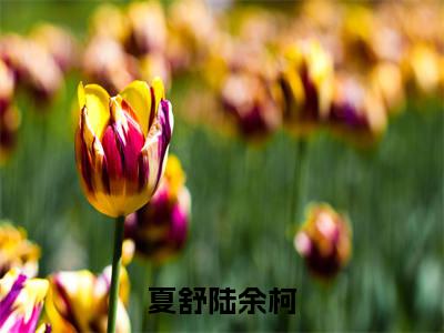 夏舒陆余柯：结局+番外夏舒陆余柯（夏舒陆余柯）全文免费阅读无弹窗大结局_夏舒陆余柯：结局+番外夏舒陆余柯最新章节列表_笔趣阁（夏舒陆余柯）