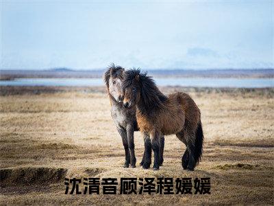 沈清音顾泽程媛媛全文免费在线阅读_（明月有光人有情免费阅读无弹窗）沈清音顾泽程媛媛全文免费完结版阅读