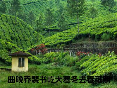 曲晚乔裴书屹（大寒冬去春可期）全文免费阅读无弹窗_（曲晚乔裴书屹小说免费阅读）最新章节列表笔趣阁