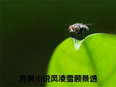 全网首发凤凌雪顾景逸小说叫什么(携空间重生五零迟来的深情我不要)（凤凌雪顾景逸）全书阅读纯净阅读