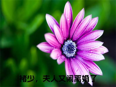褚少，夫人又闹离婚了小说（沈樑锦褚渊）全文免费阅读无弹窗大结局_褚少，夫人又闹离婚了小说最新章节列表
