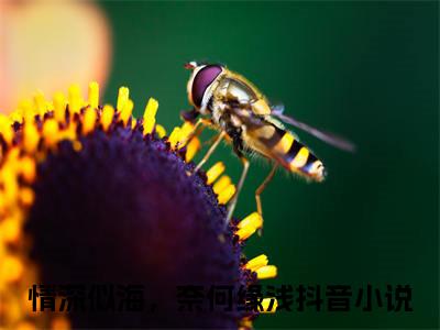 许心雅傅锦州小说全篇完整在线阅读（情深似海，奈何缘浅）热门章节列表