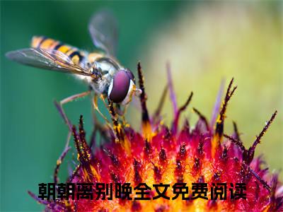 朝朝离别晚（宋熙宁孟司忱）小说结局+番外免费品鉴_朝朝离别晚小说免费阅读最新章节列表笔趣阁（宋熙宁孟司忱）