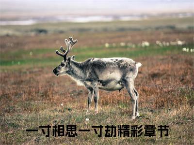 一寸相思一寸劫是什么小说(傅礼宴司红豆)（一寸相思一寸劫）全本完整清爽版在线+无广告结局