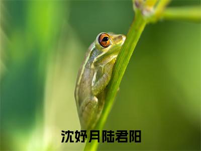 《沈妤月陆君阳》陆君阳沈妤月(大结局小说全集完整版)陆君阳沈妤月小说_沈妤月陆君阳全文阅读笔趣阁