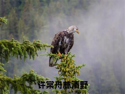 许棠舟林清野（林清野许棠舟）全文小说-许棠舟林清野小说最新章节免费阅读