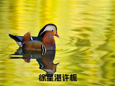 许栀徐星湛徐星湛许栀小说全文无广告阅读-许栀徐星湛小说赏析徐星湛许栀