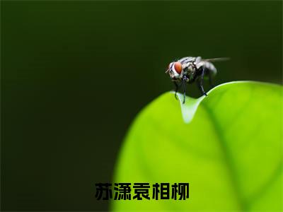 苏潇袁相柳(袁相柳苏潇)全文免费阅读无弹窗大结局_苏潇袁相柳完整版在线阅读章节列表_笔趣阁