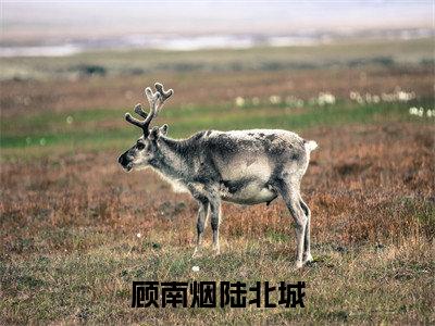 陆北城顾南烟(顾南烟陆北城)全文免费阅读无弹窗大结局_顾南烟陆北城小说最新章节列表_笔趣阁(陆北城顾南烟)