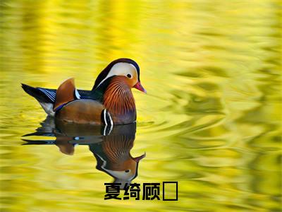 夏绮顾垚(顾垚夏绮)精彩小说-顾垚夏绮全章节免费阅读
