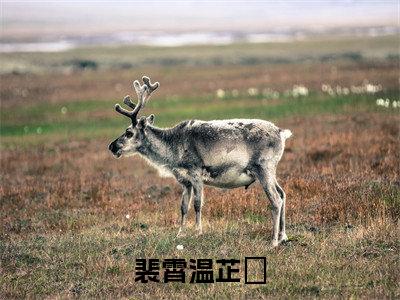 温芷玥裴霄是哪部小说的主角,裴霄温芷玥全文无弹窗完整版阅读
