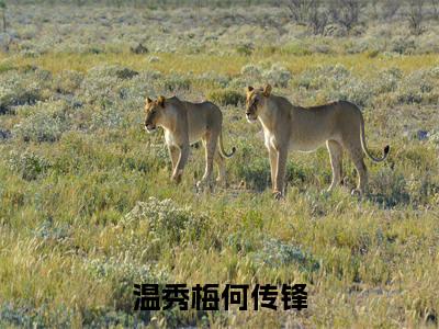 温秀梅何传锋(何传锋温秀梅)最新免费小说-何传锋温秀梅(温秀梅何传锋)全文全章节免费阅读
