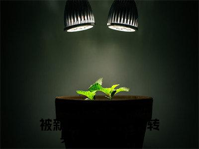 被新帝退婚后,我转身做了他皇婶(沈袅袅容越)小说免费无弹窗大结局-被新帝退婚后,我转身做了他皇婶小说全文完整版阅读