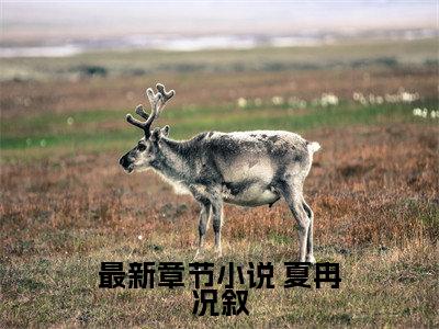  夏冉况叙的小说免费阅读言情小说《爸爸让我替养女坐牢》全文-爸爸让我替养女坐牢的小说免费阅读小说无弹窗阅读