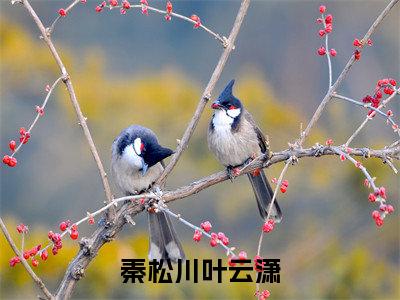 秦松川叶云潇免费小说,秦松川叶云潇全文免费阅读无弹窗大结局