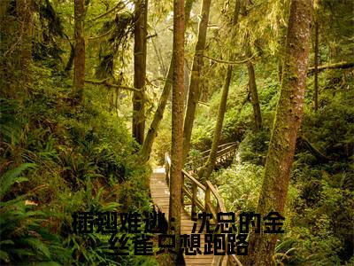 沈晏温荡（完整版）小说推荐-沈晏温荡热文小说插翅难逃：沈总的金丝雀只想跑路免费阅读全文