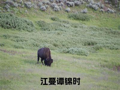 江蔓谭锦时高赞小说（谭锦时江蔓）完结阅读_江蔓谭锦时全文完整版免费阅读最新章节列表