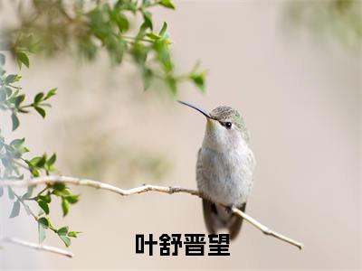 叶舒晋望(晋望叶舒)全文免费阅读无弹窗大结局_(晋望叶舒)叶舒晋望全文免费完结版阅读(晋望叶舒)