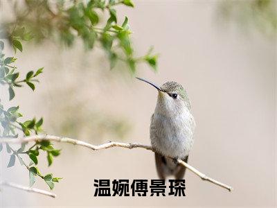 温婉傅景琛（傅景琛温婉）全文无弹窗阅读-温婉傅景琛（傅景琛温婉）最新章节完整版阅读