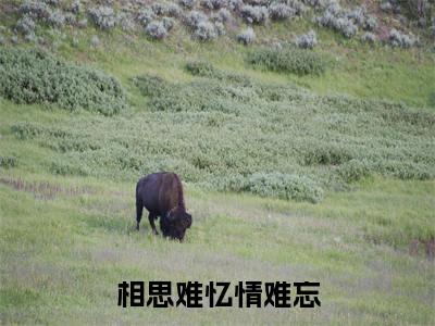 相思难忆情难忘(凤婠陌尘)是哪部小说的主角-相思难忆情难忘(凤婠陌尘)全文无弹窗完整版阅读