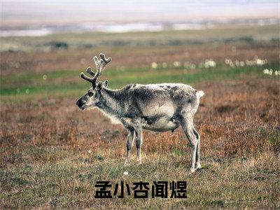 孟小杏闻煜（闻煜孟小杏）全文免费阅读无弹窗大结局_（闻煜孟小杏阅读无弹窗）孟小杏闻煜小说_笔趣阁