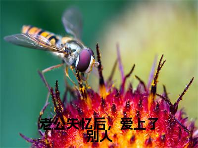 小说名字是:老公失忆后,爱上了别人小说免费阅读无弹窗,小说名字是:楚晗清纪洵阳的小说在线阅读无删减
