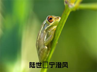 陆世偣宁澄风宁澄风陆世偣免费小说 宁澄风陆世偣全文无弹窗完整版阅读