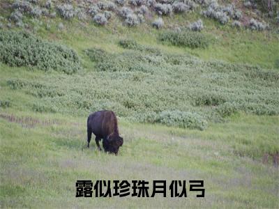 宋无羡温夕婉(露似珍珠月似弓)全文小说免费阅读-宋无羡温夕婉最新章节列表_笔趣阁