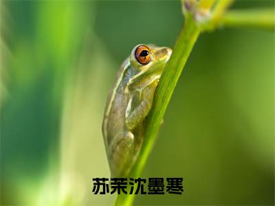 苏茉沈墨寒小说全文免费阅读无弹窗大结局_(苏茉沈墨寒全文免费阅读)沈墨寒苏茉最新章节列表笔趣阁