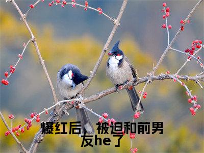林雀沈迟(爆红后，被迫和前男友he了)小说免费下载全本-林雀沈迟（爆红后，被迫和前男友he了完整版）免费阅读（林雀沈迟）