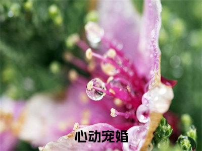 容京屿黎杳(心动宠婚)小说全文免费阅读-容京屿黎杳免费阅读完整版