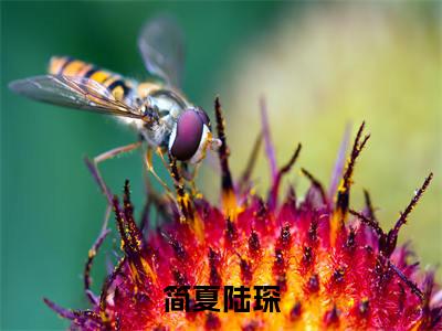 主角叫陆琛简夏的小说-（简夏陆琛）陆琛简夏全文无弹窗完整版阅读