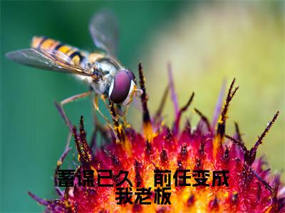 蓄谋已久,前任变成我老板小说(沈清溪江浔风)全文完整版免费阅读-沈清溪江浔风全文完整版免费阅读(沈清溪江浔风)