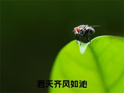 君天齐风如沁(君天齐风如沁)全文免费阅读无弹窗大结局_君天齐风如沁最新章节列表_笔趣阁(君天齐风如沁)