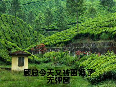 顾总今天又被离婚了（ 苏可念顾寒州小说）全文免费阅读无弹窗大结局_顾总今天又被离婚了全文免费阅读_笔趣阁