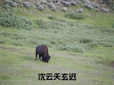 玄迟沈云夭小说（沈云夭玄迟）全文免费阅读无弹窗大结局_玄迟沈云夭小说最新章节列表_笔趣阁