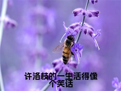 许洛枝的一生活得像个笑话小说最新章节阅读-小说许洛枝的一生活得像个笑话（许洛枝梁景煜）已完结小说精彩大结局