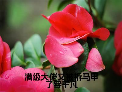 满级大佬又被拆马甲了容千凡小说(凌霆宵容千凡)全文免费阅读无弹窗大结局_ (凌霆宵容千凡免费阅读)最新章节列表_笔趣阁(凌霆宵容千凡)