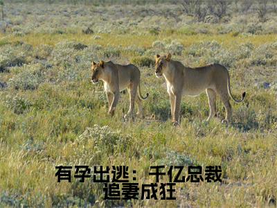 夏时陆南沉免费版最新更新阅读- 有孕出逃:千亿总裁追妻成狂小说全文在线阅读
